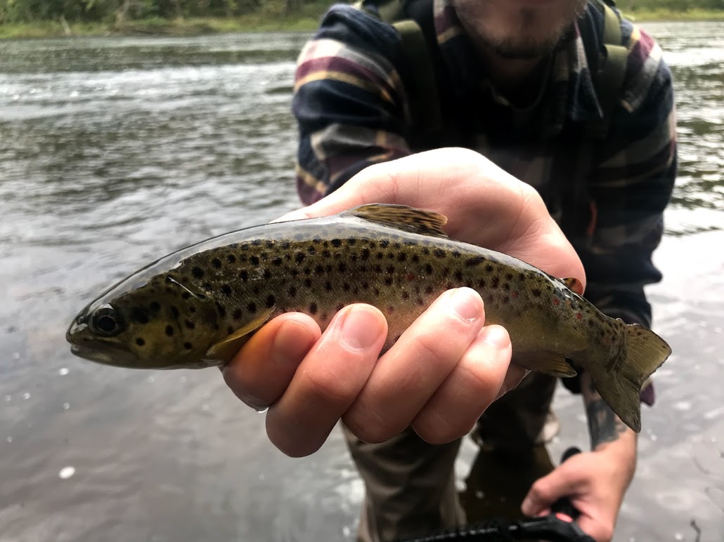 Clinton Valley Chapter of Trout Unlimited – Serving Southeast Michigan